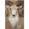 Image 5 : *TEXAS RESIDENTS ONLY* XL TRANSCASPIAN URIAL SHEEP Ram Shoulder Mount