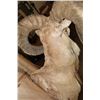 Image 6 : *TEXAS RESIDENTS ONLY* XL TRANSCASPIAN URIAL SHEEP Ram Shoulder Mount
