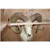 Image 7 : *TEXAS RESIDENTS ONLY* XL TRANSCASPIAN URIAL SHEEP Ram Shoulder Mount