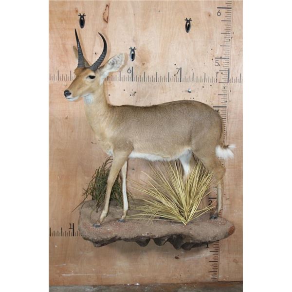 Life-sized REEDBUCK on a Decorative Wall Base