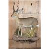 Image 1 : Life-sized REEDBUCK on a Decorative Wall Base