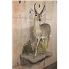 Image 2 : Life-sized REEDBUCK on a Decorative Wall Base