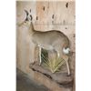 Image 3 : Life-sized REEDBUCK on a Decorative Wall Base