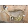 Image 4 : Life-sized REEDBUCK on a Decorative Wall Base