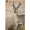 Image 5 : Life-sized REEDBUCK on a Decorative Wall Base