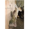 Image 6 : Life-sized REEDBUCK on a Decorative Wall Base