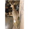 Image 7 : Life-sized REEDBUCK on a Decorative Wall Base