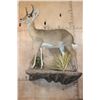 Image 8 : Life-sized REEDBUCK on a Decorative Wall Base