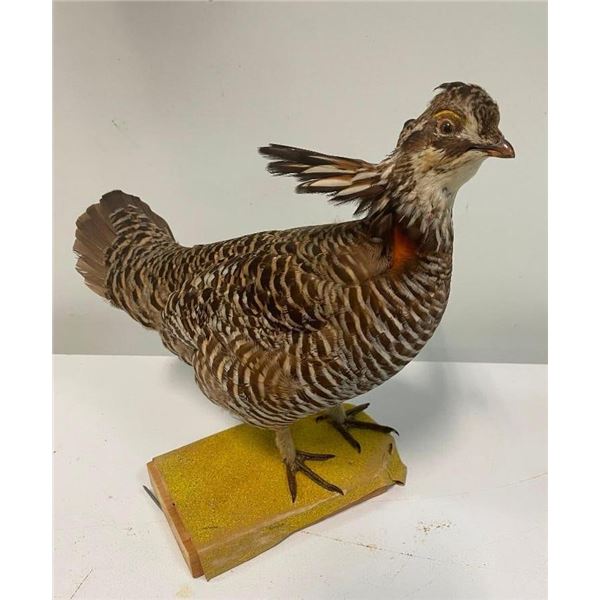 *Rare* PRAIRIE CHICKEN Bird Mount on a Wood Board Base