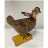 Image 1 : *Rare* PRAIRIE CHICKEN Bird Mount on a Wood Board Base