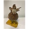 Image 5 : *Rare* PRAIRIE CHICKEN Bird Mount on a Wood Board Base