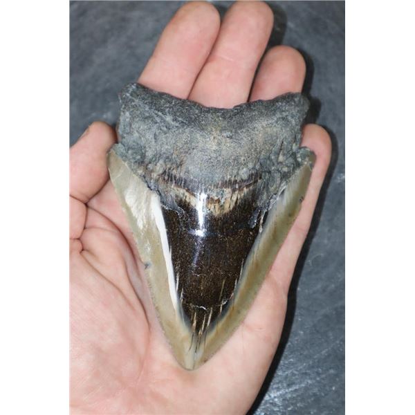 XL MEGALODON Shark Tooth Fossil Specimen
