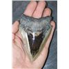 Image 1 : XL MEGALODON Shark Tooth Fossil Specimen