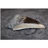 Image 2 : XL MEGALODON Shark Tooth Fossil Specimen