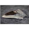 Image 3 : XL MEGALODON Shark Tooth Fossil Specimen