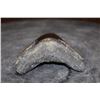 Image 4 : XL MEGALODON Shark Tooth Fossil Specimen