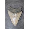 Image 5 : XL MEGALODON Shark Tooth Fossil Specimen
