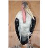 Image 11 : *Rarely Seen* MARABOU STORK on a Wood Plaque Base