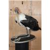 Image 5 : *Rarely Seen* MARABOU STORK on a Wood Plaque Base