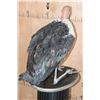 Image 9 : *Rarely Seen* MARABOU STORK on a Wood Plaque Base