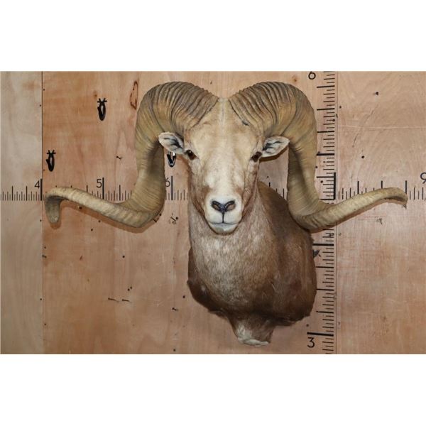 *TEXAS RESIDENTS ONLY* XXL ARGALI Sheep Shoulder Mount