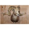 Image 2 : *TEXAS RESIDENTS ONLY* XXL ARGALI Sheep Shoulder Mount