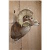 Image 3 : *TEXAS RESIDENTS ONLY* XXL ARGALI Sheep Shoulder Mount