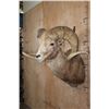 Image 4 : *TEXAS RESIDENTS ONLY* XXL ARGALI Sheep Shoulder Mount