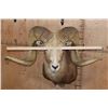 Image 5 : *TEXAS RESIDENTS ONLY* XXL ARGALI Sheep Shoulder Mount