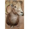 Image 6 : *TEXAS RESIDENTS ONLY* XXL ARGALI Sheep Shoulder Mount