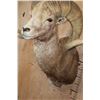 Image 7 : *TEXAS RESIDENTS ONLY* XXL ARGALI Sheep Shoulder Mount