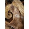Image 8 : *TEXAS RESIDENTS ONLY* XXL ARGALI Sheep Shoulder Mount