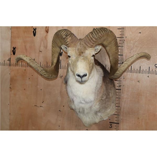 *TEXAS RESIDENTS ONLY* MARCO POLO Sheep Shoulder Mount