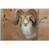Image 1 : *TEXAS RESIDENTS ONLY* MARCO POLO Sheep Shoulder Mount
