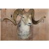 Image 2 : *TEXAS RESIDENTS ONLY* MARCO POLO Sheep Shoulder Mount