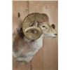 Image 3 : *TEXAS RESIDENTS ONLY* MARCO POLO Sheep Shoulder Mount
