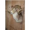 Image 4 : *TEXAS RESIDENTS ONLY* MARCO POLO Sheep Shoulder Mount