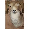 Image 5 : *TEXAS RESIDENTS ONLY* MARCO POLO Sheep Shoulder Mount
