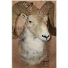 Image 6 : *TEXAS RESIDENTS ONLY* MARCO POLO Sheep Shoulder Mount