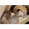 Image 7 : *TEXAS RESIDENTS ONLY* MARCO POLO Sheep Shoulder Mount