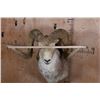 Image 8 : *TEXAS RESIDENTS ONLY* MARCO POLO Sheep Shoulder Mount