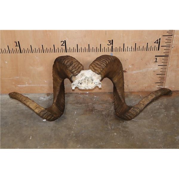 *TEXAS RESIDENTS ONLY* XXL MARCO POLO Horns on a Skull Cap