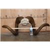 Image 2 : *TEXAS RESIDENTS ONLY* XXL MARCO POLO Horns on a Skull Cap