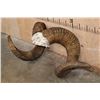 Image 3 : *TEXAS RESIDENTS ONLY* XXL MARCO POLO Horns on a Skull Cap