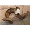 Image 4 : *TEXAS RESIDENTS ONLY* XXL MARCO POLO Horns on a Skull Cap