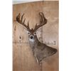 Image 1 : XL 18-Point WHITETAIL DEER Wall Pedestal