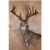 Image 2 : XL 18-Point WHITETAIL DEER Wall Pedestal