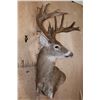 Image 3 : XL 18-Point WHITETAIL DEER Wall Pedestal