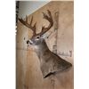 Image 4 : XL 18-Point WHITETAIL DEER Wall Pedestal