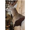 Image 5 : XL 18-Point WHITETAIL DEER Wall Pedestal